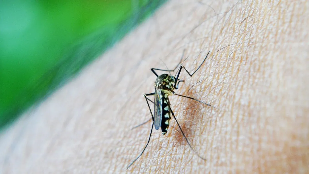 Cómo prevenir el Dengue